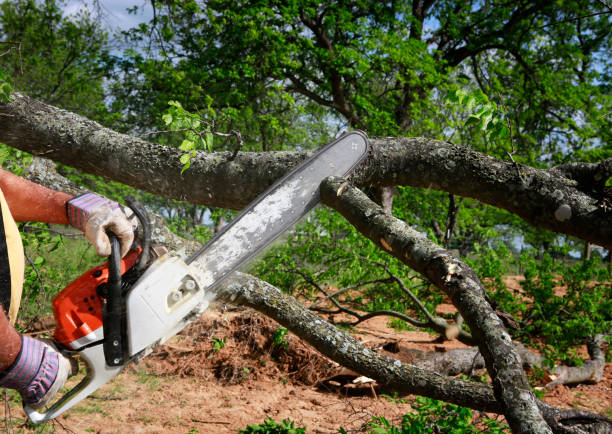 Lawn Pest Prevention in Taylor, AL